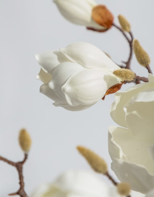 Magnolia Branch Stem (1 stem)