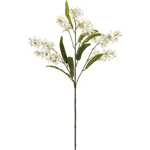 Snow Orchid White