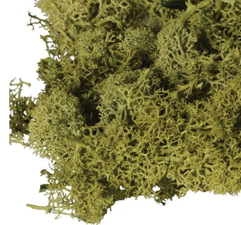 Bag of Real Green Moss