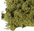 Bag of Real Green Moss