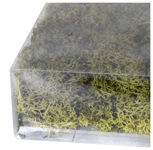 Bag of Real Green Moss