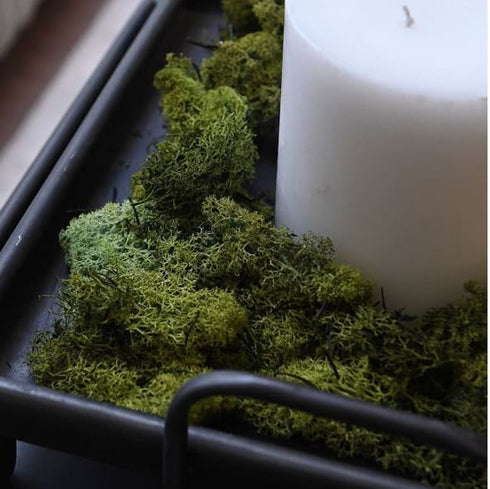 Bag of Real Natural Moss