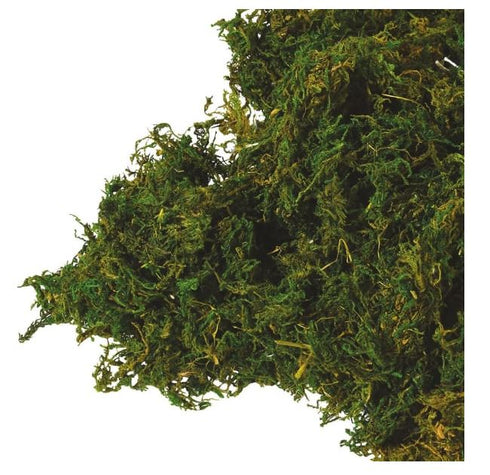 Bag of Real Natural Moss