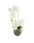 Grey Round Vase Orchid Display