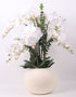 Table Top Orchid Plant Pot Display