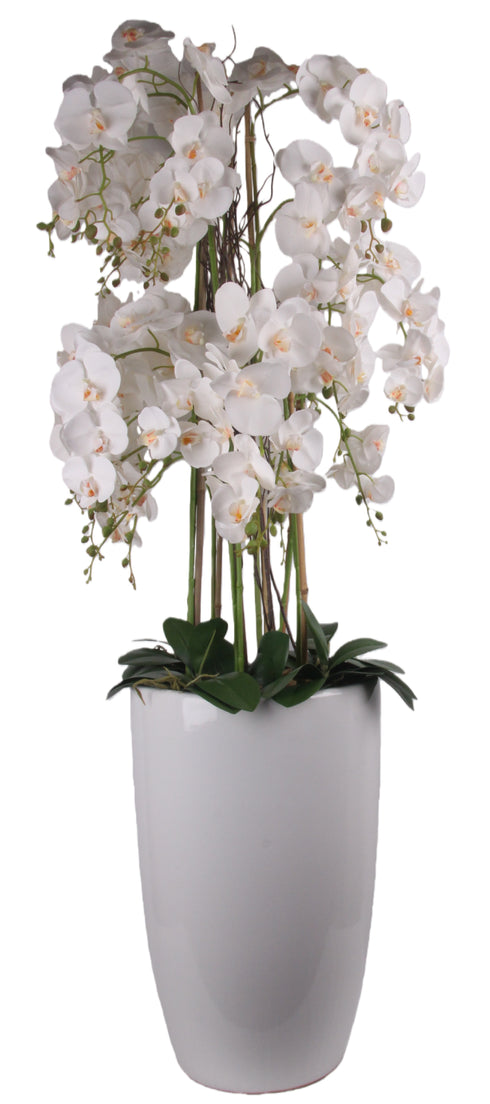 Floor Standing Orchid In Ceramic Planter