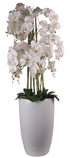 Floor Standing Orchid In Ceramic Planter